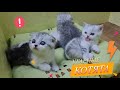 Необычные котята удивят 🐾