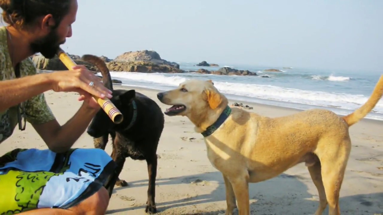 Вагатор 2017, Гоа, Индия (Vagator, Goa India)