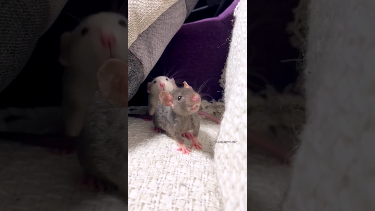 Cute Playful Little Rat 🐭 Pet Rat Duke