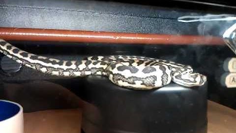 Carpet python collection