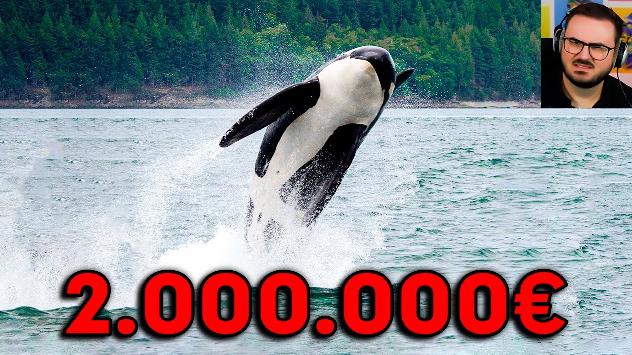 Warum ein Wal 2.000.000€ wert ist