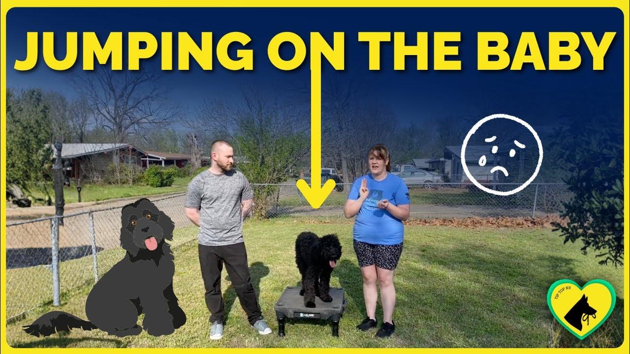 Kansas City Dog Training One Tip Top K9 YouTube