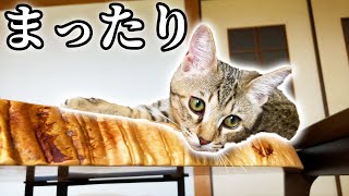 和室でまったりくつろぐみーちゃん