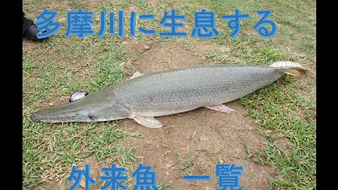多摩川外来種 Mp3