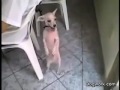 سلوقية هو هو هههههههههه 