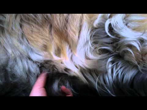 Videó: 3 módszer a szibériai husky képzésére