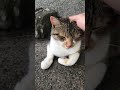 撫でたら可愛い鳴き声で甘える三毛猫 #Shorts