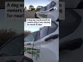 Dog reunited with owners after being lost for nearly 10 days