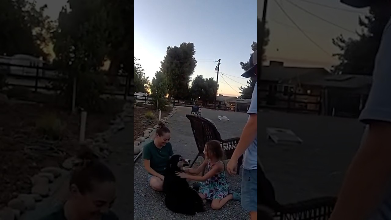 Dog reunited with owners after being lost for nearly 10 days