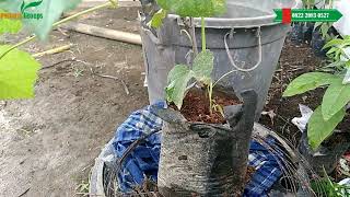 0822.2083.0527 (TSEL) Bibit Anggur Angelica,Bibit Anggur Australia