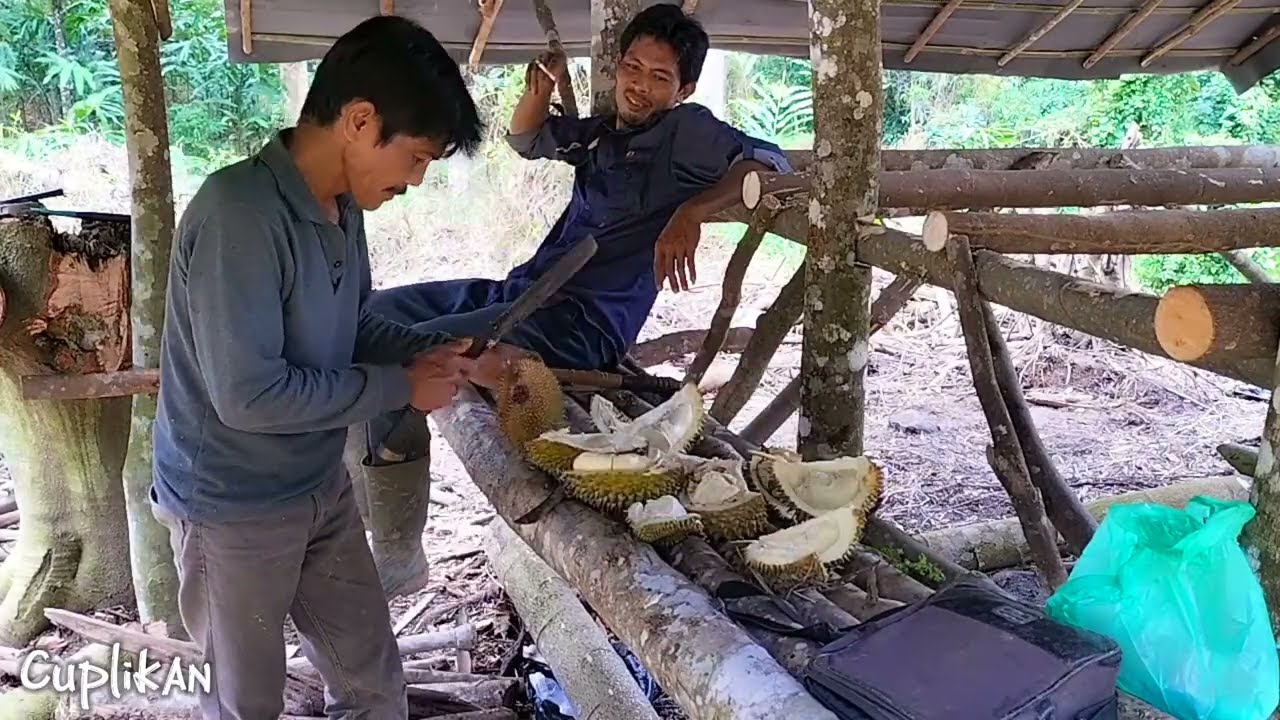 Petualangan di hutan, Musim durian 2024/2025 sudah selesai #adventure #survival #hutan #durian 