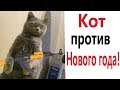 Лютые приколы. КОТ ПРОТИВ НОВОГО ГОДА!!! САМОЕ смешное видео! Засмеялся проиграл! - Domi Show!