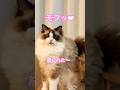 【CAT】太り気味 #shorts #cat #cats #cute #猫動画 #猫 #可愛い猫 #かわいい猫