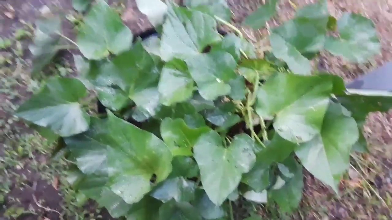 How to grow sweet potato/ paanu mgtannim Ng kamote/how to plant sweet