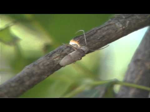 ვიდეო: Twig Pruner Beetles-ის იდენტიფიცირება - შეიტყვეთ ყლორტების ხოჭოს დაზიანების შესახებ