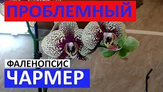 ПРОБЛЕМНЫЙ ФАЛЕНОПСИС ЧАРМЕР. ШАТАЕТСЯ ЛИСТ, МЯГКАЯ ТОЧКА РОСТА.