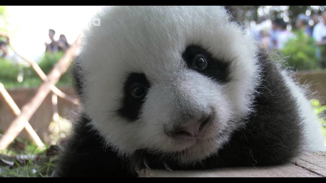 20160910 星辰趴在木板上 pandas merge