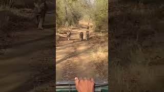 Her Majesty The Tigress On A Prowl With Her Four Sub-Adult Cubs, Fantastic Sighting