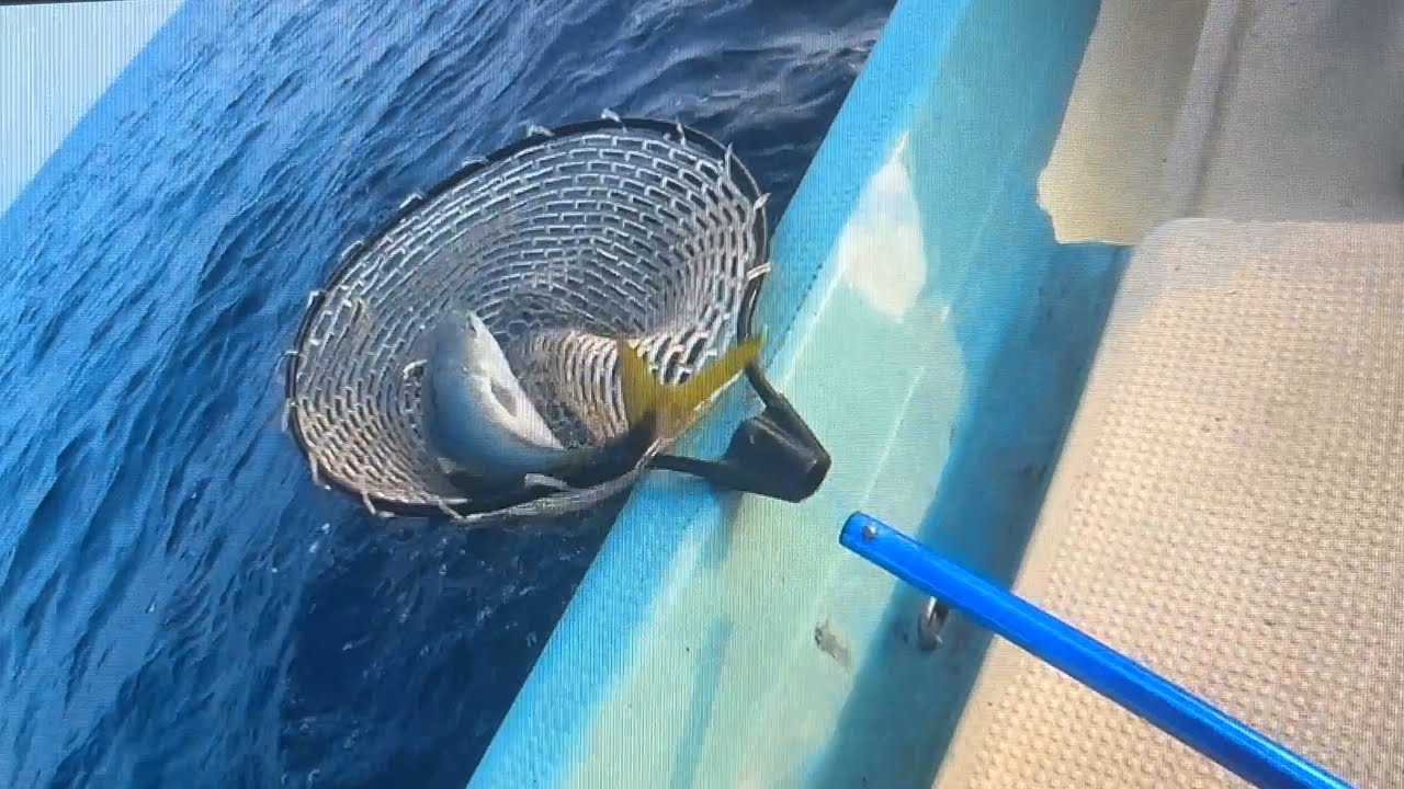 20250706 伊島沖　タモバイバイ　マダイ　ホウボ　アオハタ　はぐれハマチ　タイラバ　ライトジギング