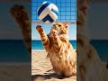 cat playing volleyball 🏐 #cat #volleyball #catbehavior #debate #cricket 😁🏐
