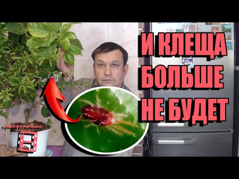 ПАУТИННЫЙ КЛЕЩ ВРЕДИТЕЛЬ КОМНАТНЫХ РАСТЕНИЙ И САДА. КАК ИЗБАВИТЬСЯ ОТ ПАУТИННОГО КЛЕЩА. ЦИТРУСОВЫЕ