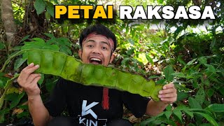 Panen dan ngerujak berbagai buah hutan, berburu dan sate ulat sagu