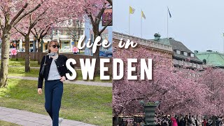 Cherry blossom in Stockholm | Living in Stockholm, Sweden