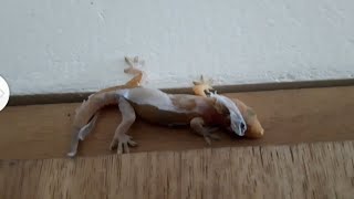 Lizard shedding its skin by cute cat Bunny and Tofu♡︎ 347 views 2 years ago 1 minute, 15 seconds
