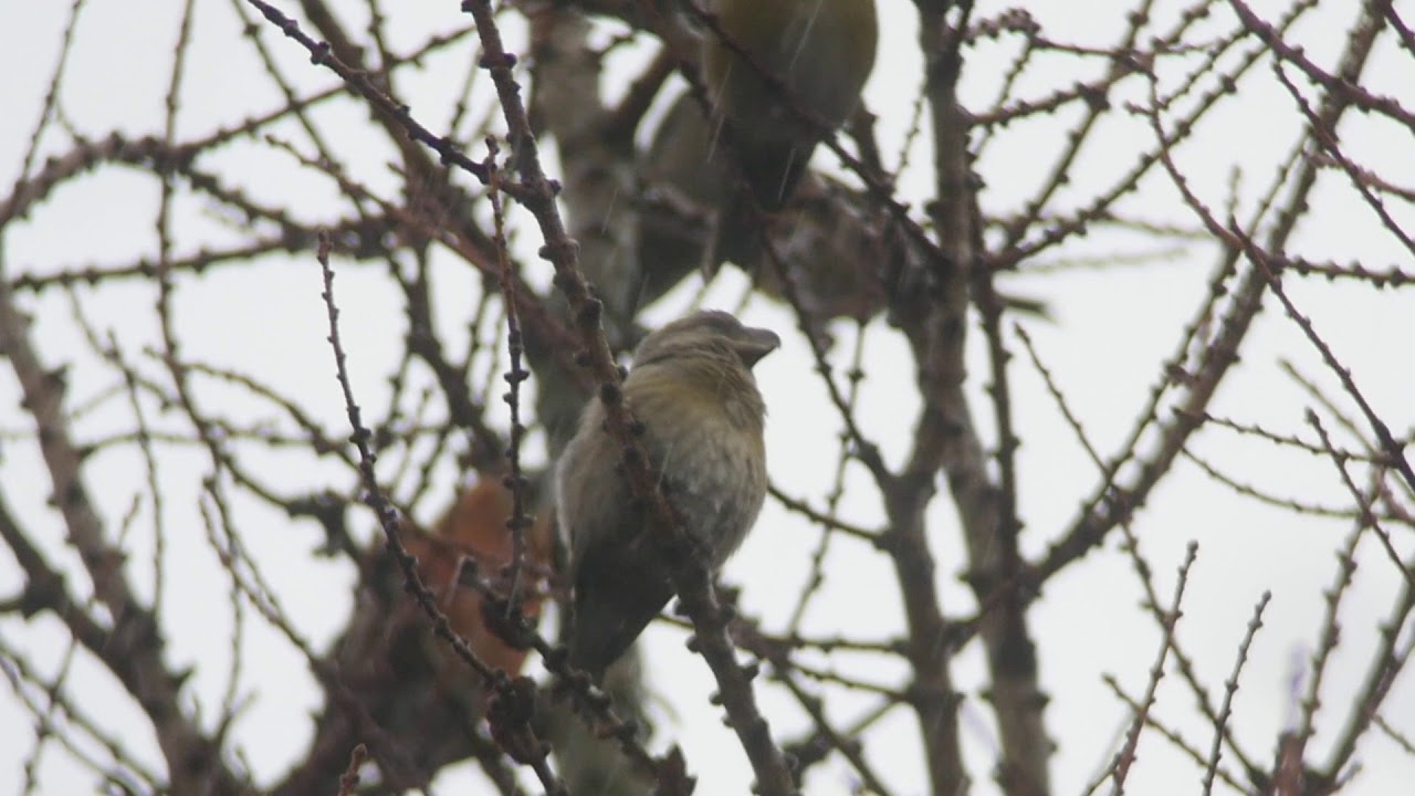 Parrot Crossbill (female) singing Howden Reservoir 3rd Feb 