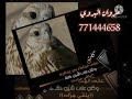 يا صقر بلغ سلامي الشاعر مروان البروي قوه2021