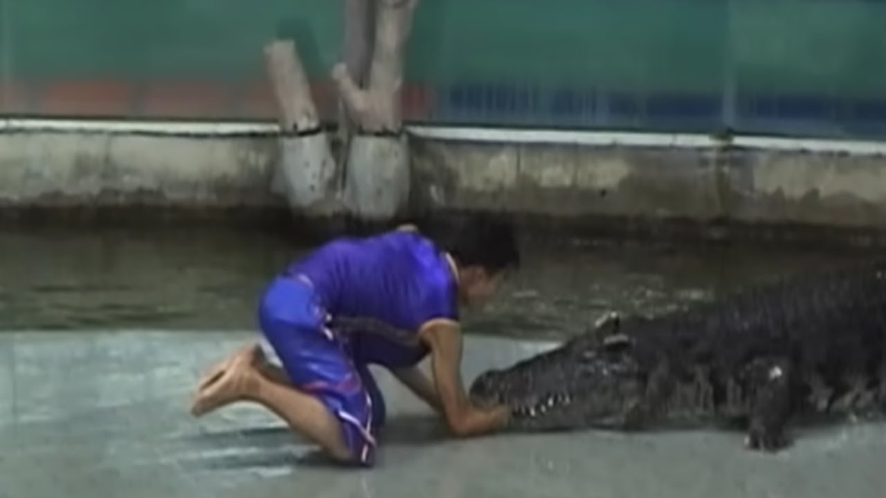 Crocodile Attack and Death Roll – Nature’s Apex Predator in Action