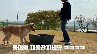 리트리버 봄이 두번째교육