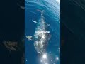This Monster Almost  #fypシ #fishingvideo #fishing #sea #ocean #seafood