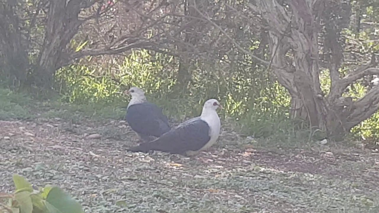 Pair of White-Headed Pigeons 