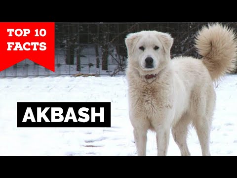 วีดีโอ: Akbash Dog