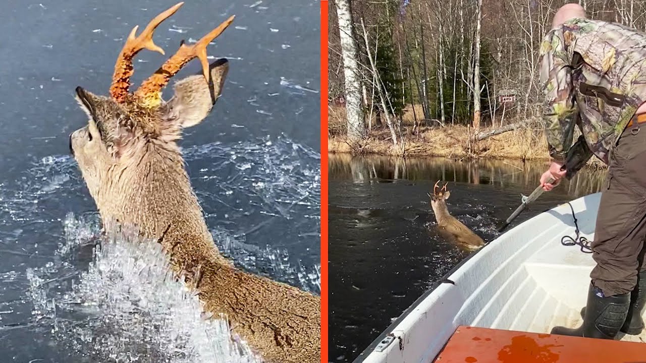 Här räddar han rådjuret som fastnat i isen | Efter fem | TV4 & TV4 Play