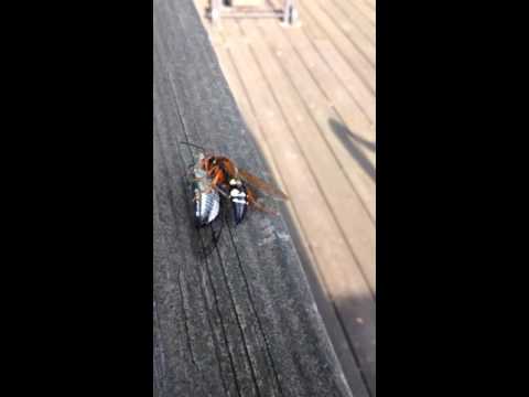 Видео: Cicada Wasp Hunters - Цикада алуурчин Wasp-г хэрхэн хянах вэ