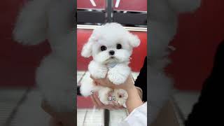 This Bichon Frize is indeed a bit cute. It has big eyes and a turned-up nose. The head is as small