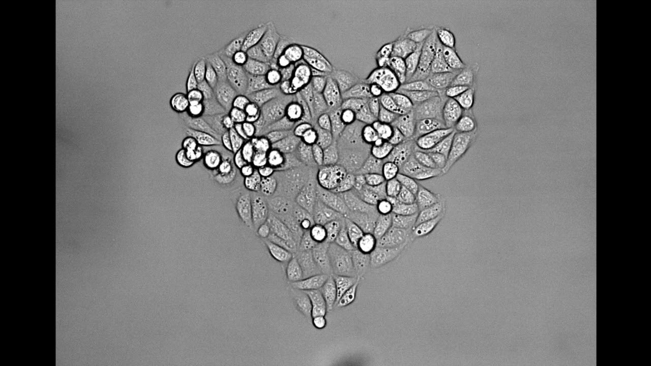 Cell micropatterning