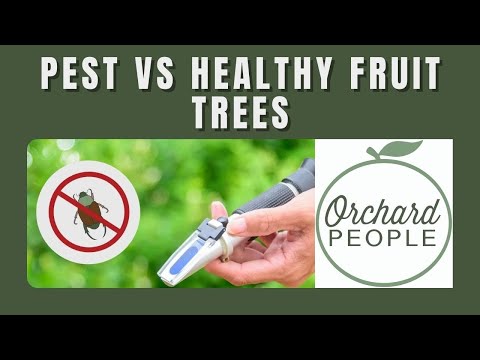 Why pests AVOID healthy Fruit Trees! And how to test tree health 🌳🍎🍑
