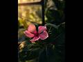 Islamic video #shortvideo