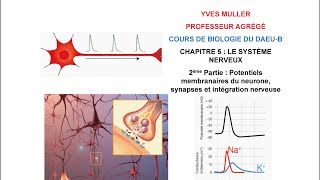 Chapitre 5 - 2ème Partie : Potentiels membranaires du neurone, synapses et intégration nerveuse