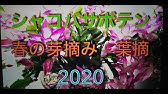 シャコバサボテンの花がら摘み ガーデニング Youtube シャコバサボテンの花がら摘み ガーデニング Youtube