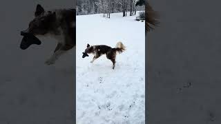 red merle Border Collie
