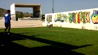 1 dia zig zag discdog sam