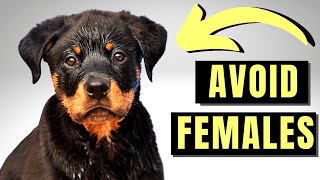 8 Reasons You SHOULD NOT Get A Female Rottweiler