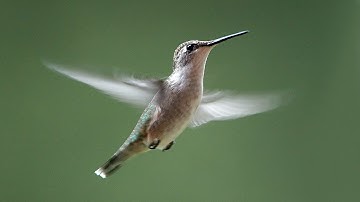 Ruby-throated Hummingbird Portrait