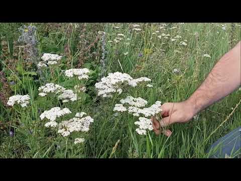 Video: İvan çayı ne zaman toplanır