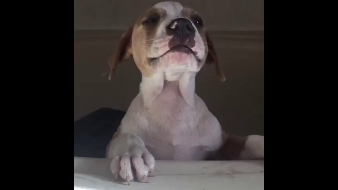 rumble video upload Puppy is unhappy about being in the bath