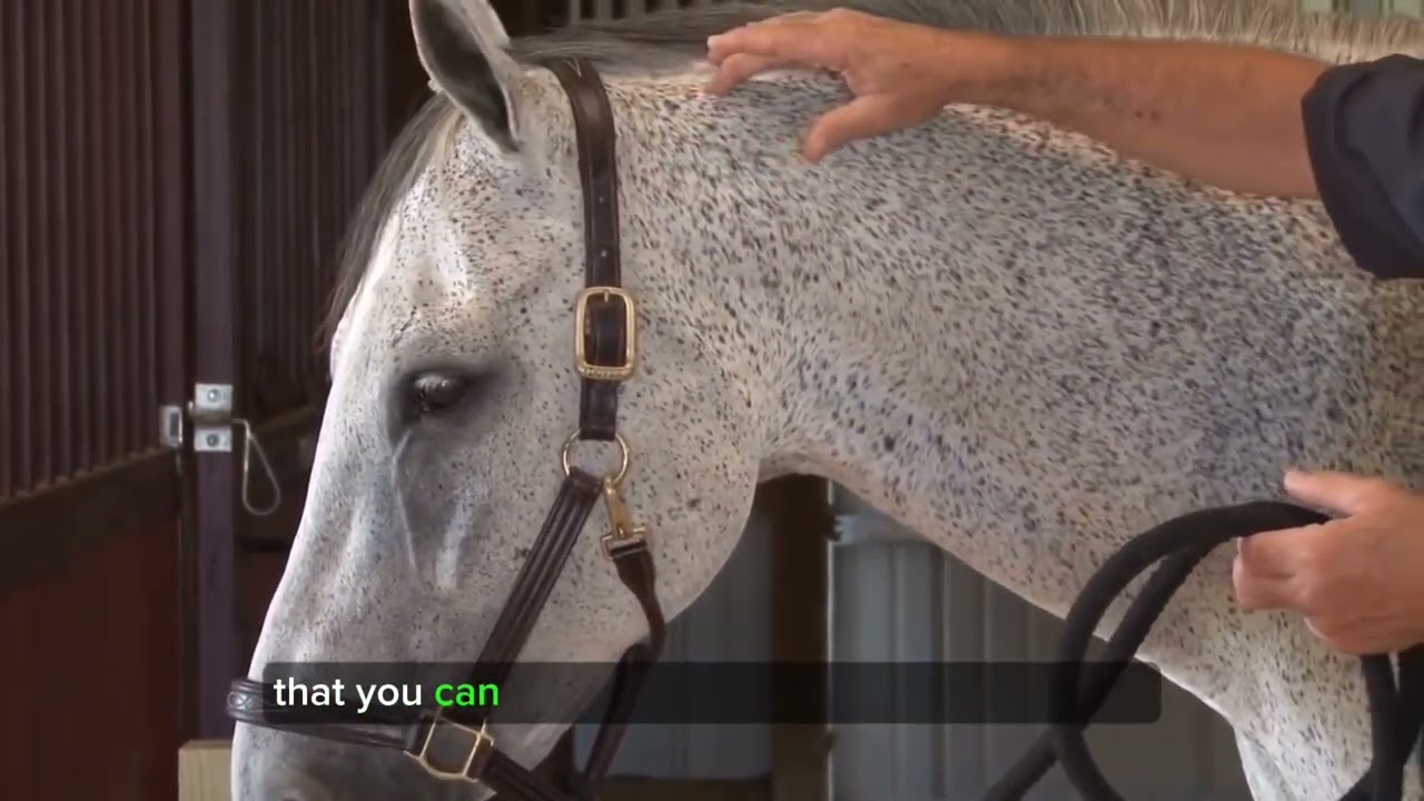 Bladder Meridian Technique Tip - Masterson Method